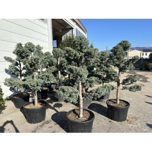 Céder atlantský (Cedrus atlantica) ´GLAUCA´ - výška 160-180cm, kont. C55L-BONSAJ